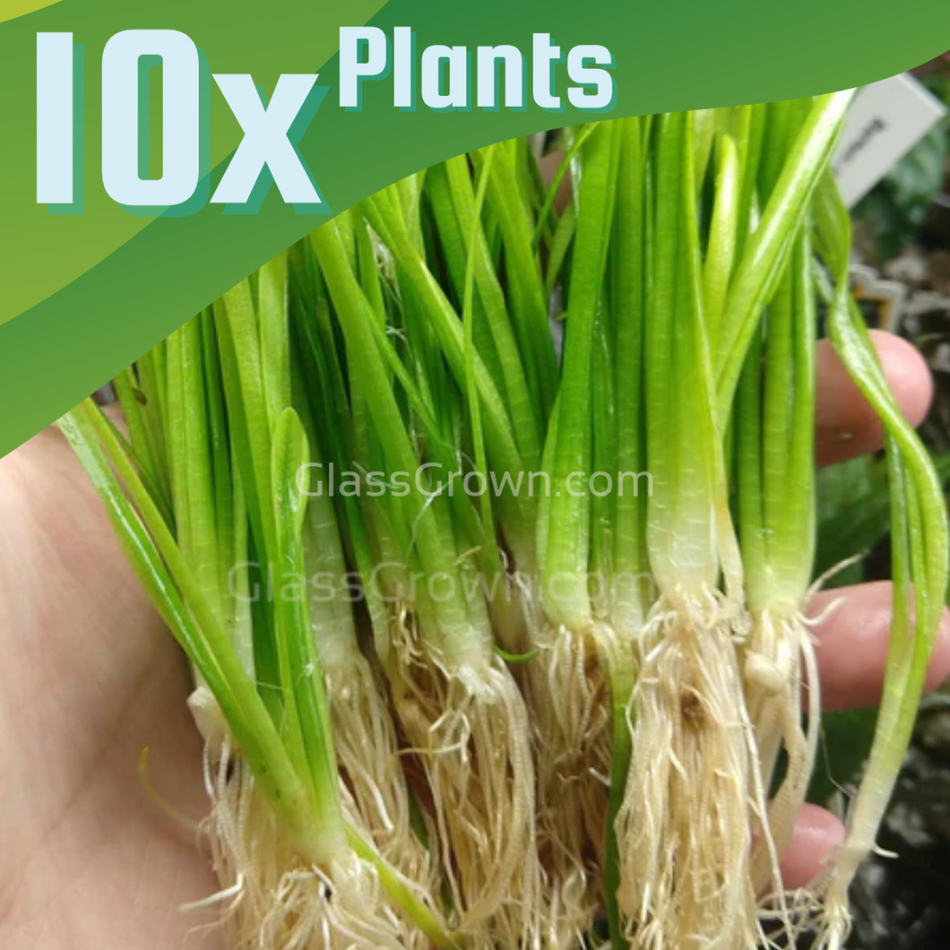 Narrowleaf Sagittaria Subulata 10x Plants-Aquatic Plants-Glass Grown-Glass Grown Aquatics-Aquarium live fish plants, decor