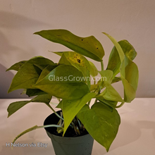 Load image into Gallery viewer, &#39;Neon&#39; Pothos Rooted Stems or Pots-Potted Houseplants-Glass Grown-Single Bare-Root Stem-Glass Grown Aquatics-Aquarium live fish plants, decor
