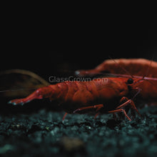 Load image into Gallery viewer, Bloody Mary Dwarf Shrimp 10+ Pack-Live Animals-Glass Grown-10x-Glass Grown Aquatics-Aquarium live fish plants, decor
