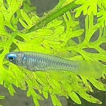 Load image into Gallery viewer, Norman&#39;s Lampeye Killifish 6x-Live Animals-Glass Grown Aquatics-School of 6-Glass Grown Aquatics-Aquarium live fish plants, decor
