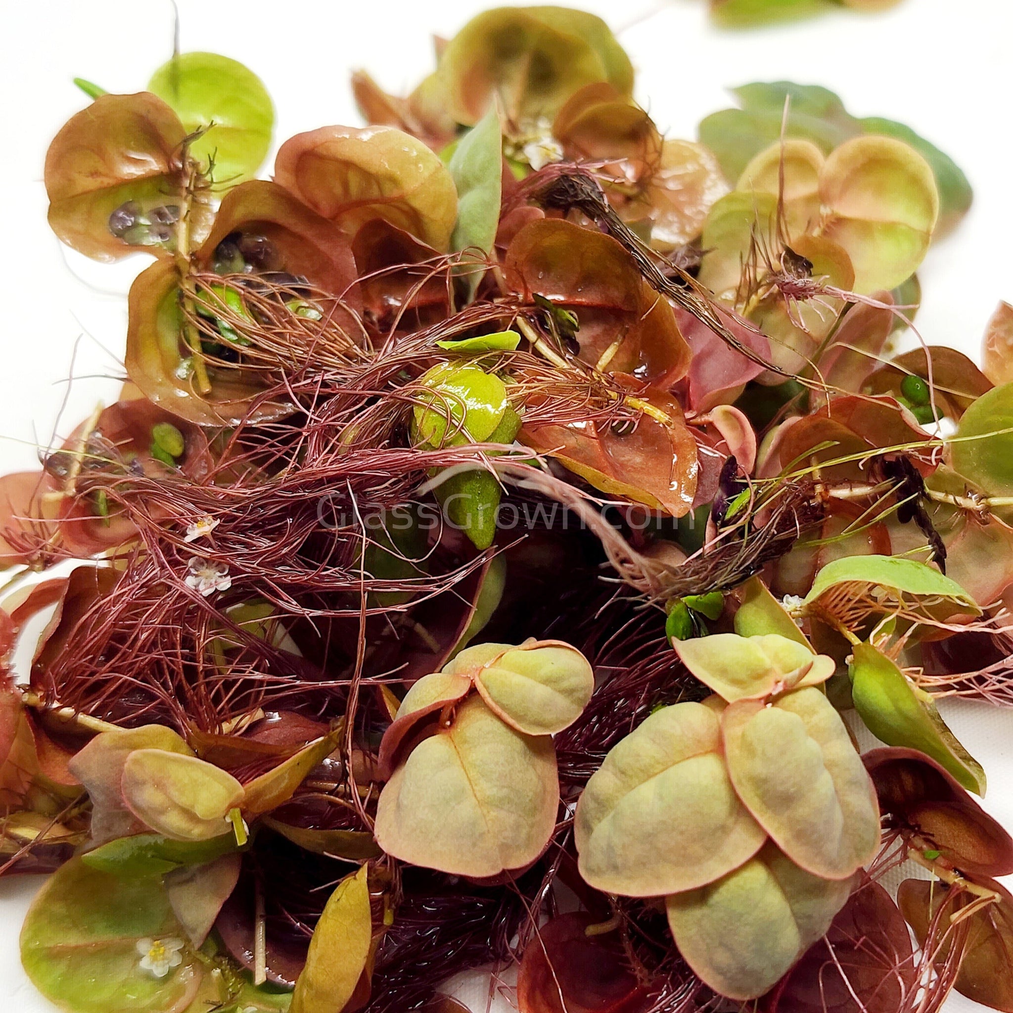 Red Root Floatwer Red Root Floaters 4 oz portion – Glass Grown Aquatics