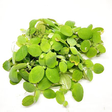 Load image into Gallery viewer, Dwarf Water Lettuce 4 oz portion-Aquatic Plants-Glass Grown-Glass Grown Aquatics-Aquarium live fish plants, decor
