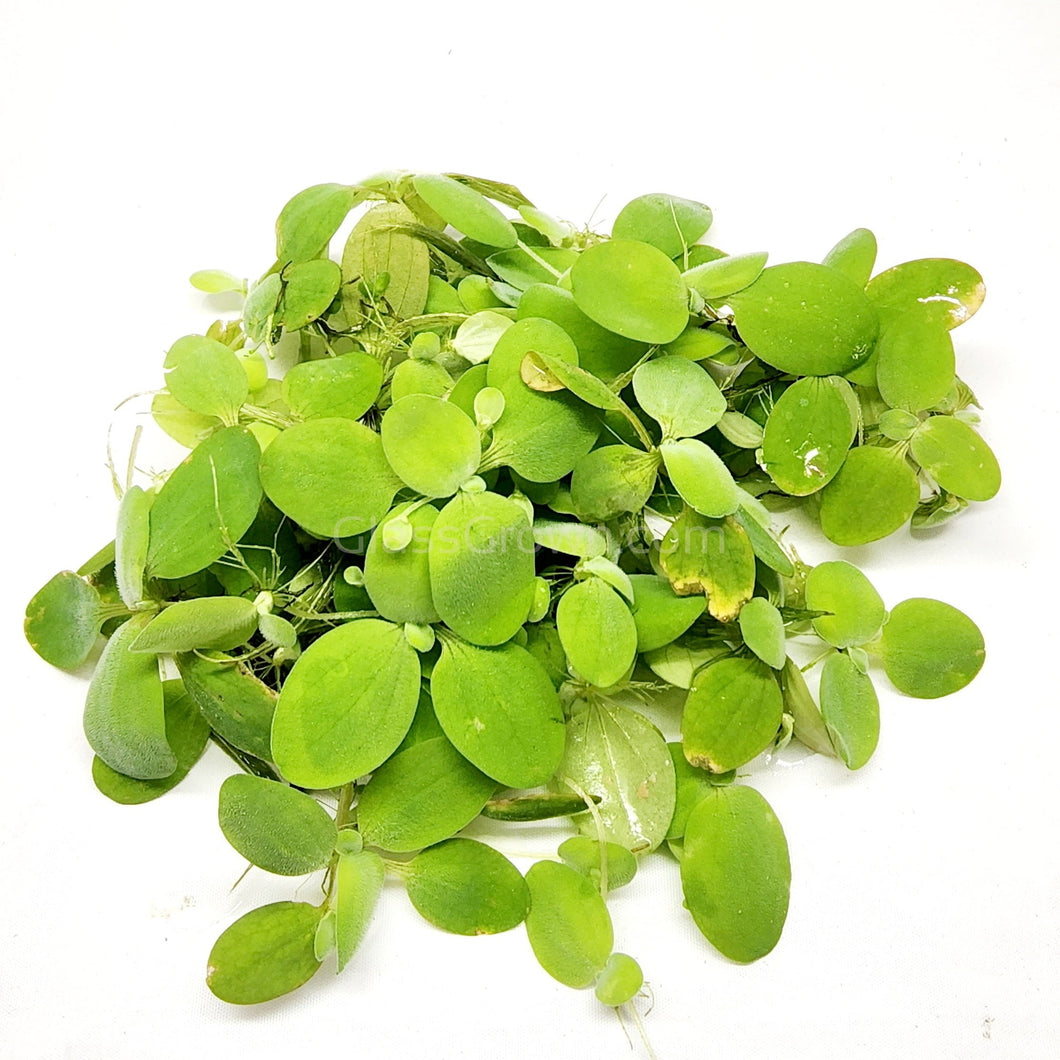 Dwarf Water Lettuce 4 oz portion-Aquatic Plants-Glass Grown-Glass Grown Aquatics-Aquarium live fish plants, decor