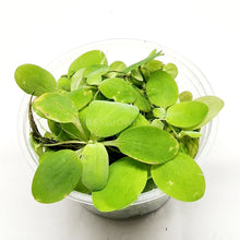 Load image into Gallery viewer, Dwarf Water Lettuce 4 oz portion-Aquatic Plants-Glass Grown-Glass Grown Aquatics-Aquarium live fish plants, decor
