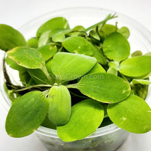 Load image into Gallery viewer, Dwarf Water Lettuce 4 oz portion-Aquatic Plants-Glass Grown-Glass Grown Aquatics-Aquarium live fish plants, decor
