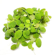 Load image into Gallery viewer, Dwarf Water Lettuce 4 oz portion-Aquatic Plants-Glass Grown-Glass Grown Aquatics-Aquarium live fish plants, decor
