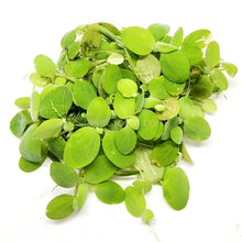 Load image into Gallery viewer, Dwarf Water Lettuce 4 oz portion-Aquatic Plants-Glass Grown-Glass Grown Aquatics-Aquarium live fish plants, decor
