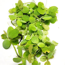 Load image into Gallery viewer, Dwarf Water Lettuce 4 oz portion-Aquatic Plants-Glass Grown-Glass Grown Aquatics-Aquarium live fish plants, decor
