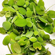 Load image into Gallery viewer, Dwarf Water Lettuce 4 oz portion-Aquatic Plants-Glass Grown-Glass Grown Aquatics-Aquarium live fish plants, decor
