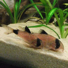 Load image into Gallery viewer, Panda Corydoras 6 Pack-Live Animals-Glass Grown Aquatics-School of 6-Glass Grown Aquatics-Aquarium live fish plants, decor
