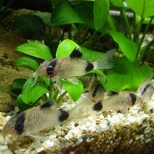 Load image into Gallery viewer, Panda Corydoras 6 Pack-Live Animals-Glass Grown Aquatics-School of 6-Glass Grown Aquatics-Aquarium live fish plants, decor
