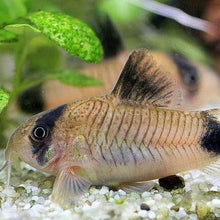 Load image into Gallery viewer, Panda Corydoras 6 Pack-Live Animals-Glass Grown Aquatics-School of 6-Glass Grown Aquatics-Aquarium live fish plants, decor
