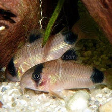 Load image into Gallery viewer, Panda Corydoras 6 Pack-Live Animals-Glass Grown Aquatics-School of 6-Glass Grown Aquatics-Aquarium live fish plants, decor
