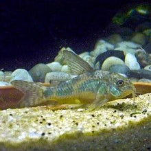 Load image into Gallery viewer, Peppered Corydoras (Plateus Cory) 6 pack-Live Animals-Glass Grown Aquatics-School of 6-Glass Grown Aquatics-Aquarium live fish plants, decor
