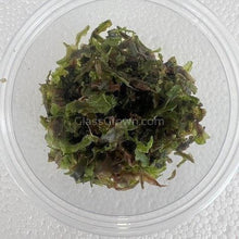 Load image into Gallery viewer, Pelia Moss 2oz Portion-Aquatic Plants-Glass Grown-2 oz (Condiment Cup)-Glass Grown Aquatics-Aquarium live fish plants, decor
