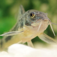 Load image into Gallery viewer, Peppered Corydoras (Plateus Cory) 6 pack-Live Animals-Glass Grown Aquatics-School of 6-Glass Grown Aquatics-Aquarium live fish plants, decor
