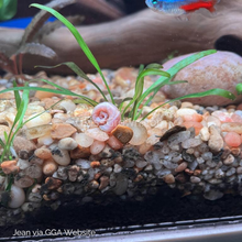 Load image into Gallery viewer, Pink Pearl Ramshorn 10+ Snails-Live Animals-Glass Grown-Glass Grown Aquatics-Aquarium live fish plants, decor
