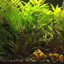 Load image into Gallery viewer, Mystery Bunch plant-Aquatic Plants-Glass Grown Aquatics-Single-Glass Grown Aquatics-Aquarium live fish plants, decor
