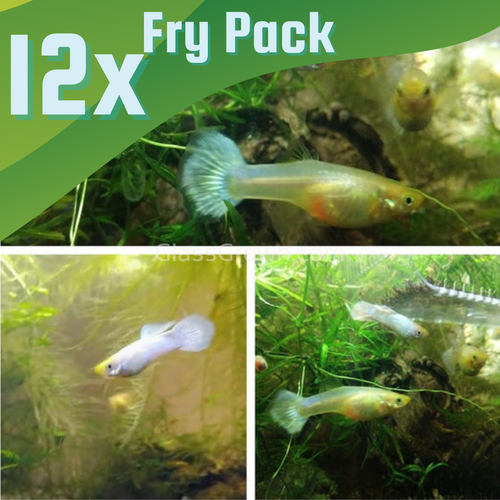 Platinum White Moscow Guppy 12 Fry Pack-Live Animals-Glass Grown-Glass Grown Aquatics-Aquarium live fish plants, decor