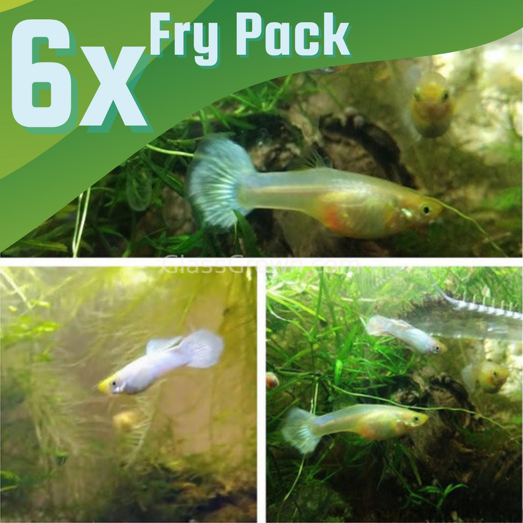 Platinum White Moscow Guppy 6 Fry Pack-Live Animals-Glass Grown-Glass Grown Aquatics-Aquarium live fish plants, decor