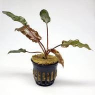 Cryptocoryne Wendtii-Aquatic Plants-Glass Grown-Red-Potted-Glass Grown Aquatics-Aquarium live fish plants, decor