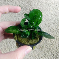 Anubias Barteri-Aquatic Plants-Glass Grown-Potted-Glass Grown Aquatics-Aquarium live fish plants, decor