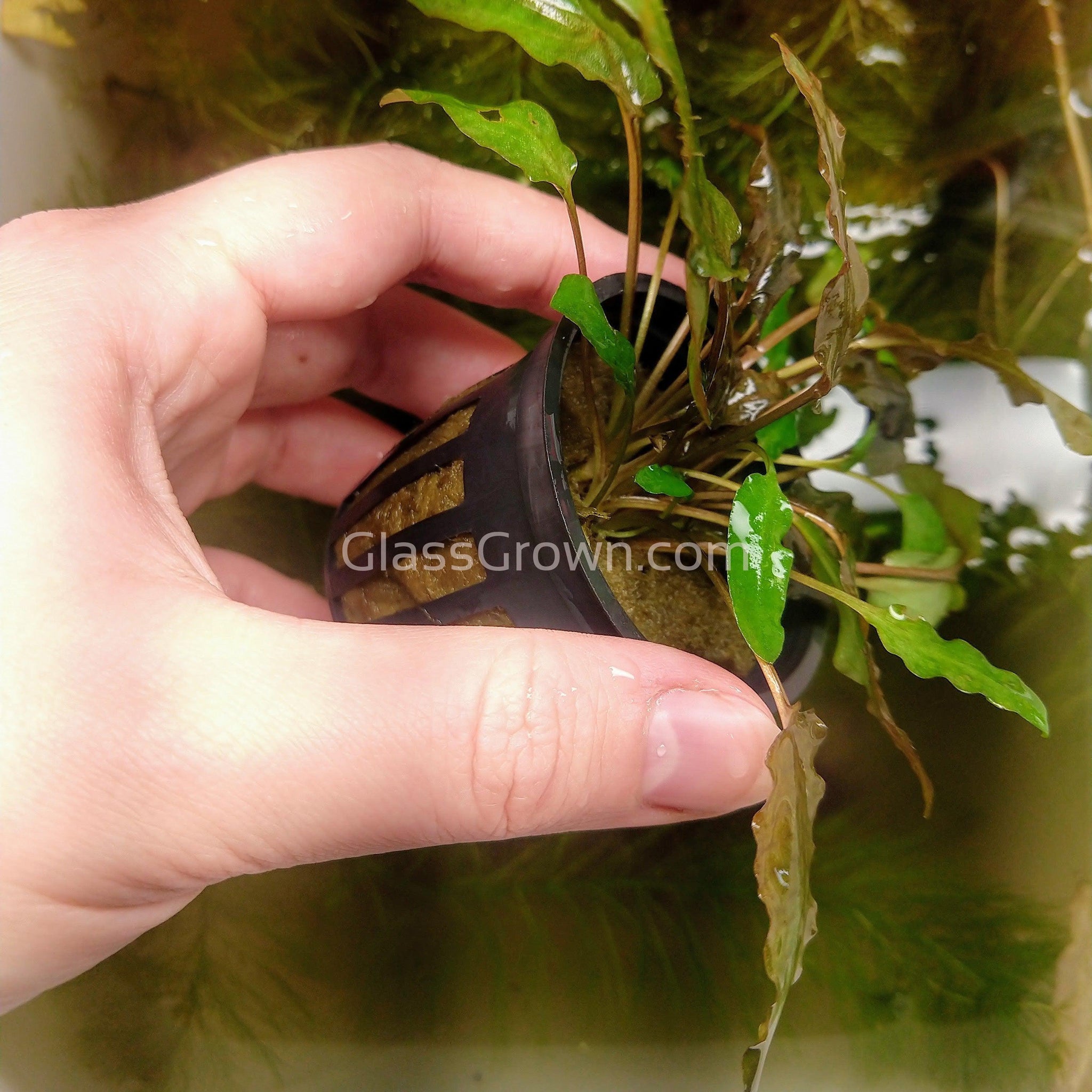 Cryptocoryne Wendtii Bronze 3-10 Pots – Glass Grown Aquatics