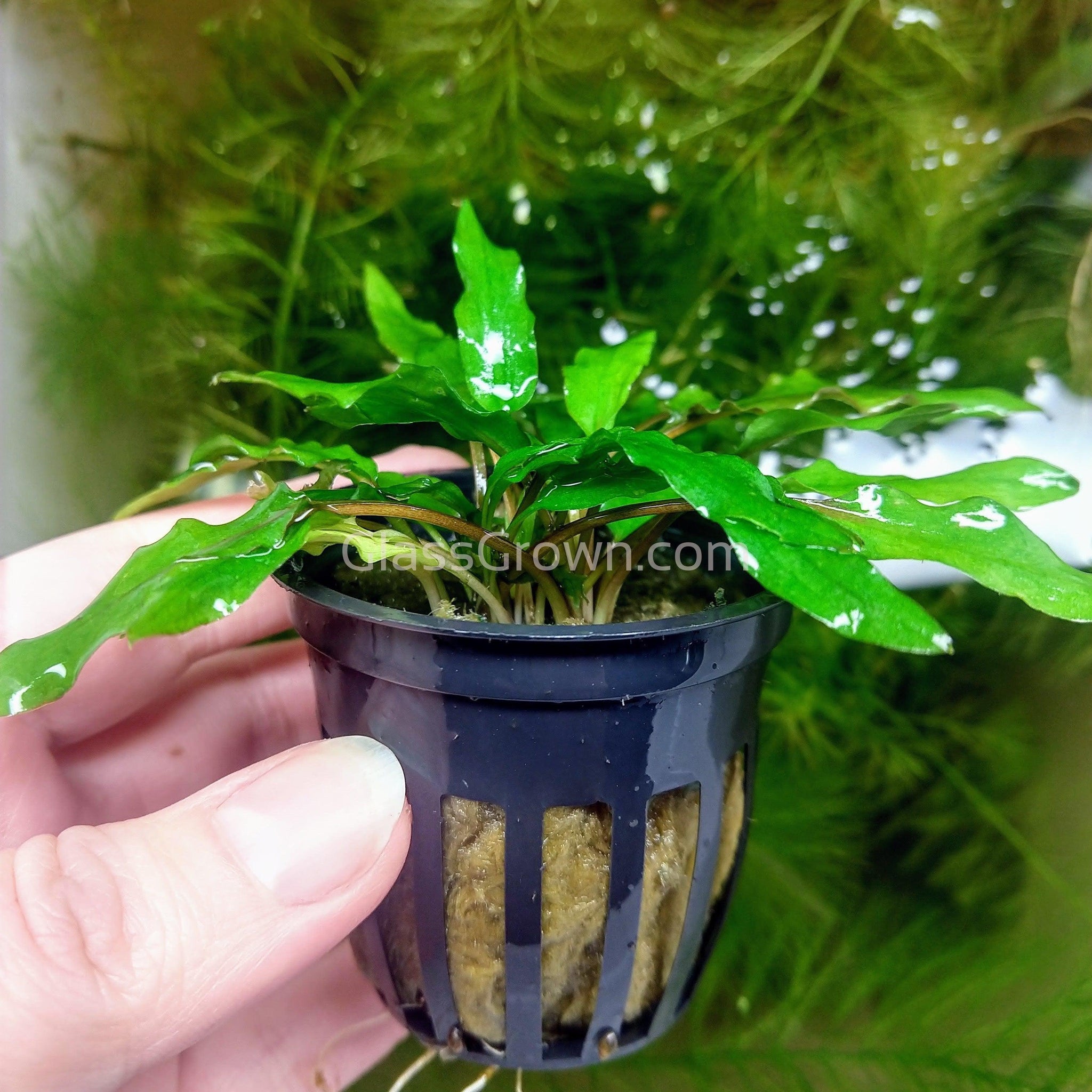 Cryptocoryne Wendtii Plant Cryptocoryne Wendtii (Green) - Hardy Aquarium  Plant For Sale – Aqua Huna Fish Tank Plants Live