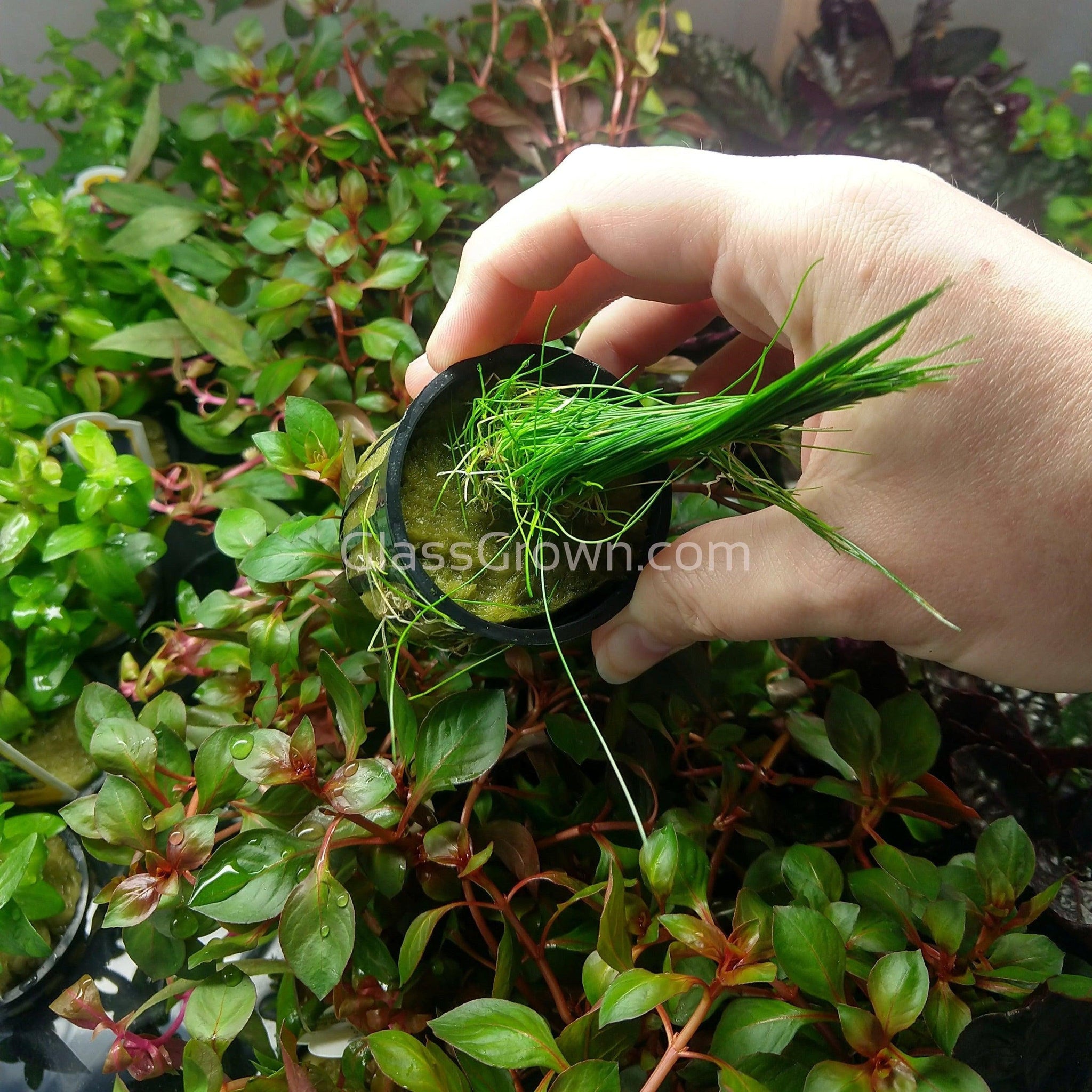 Mini fashion hair grass aquarium