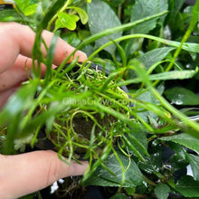 Load image into Gallery viewer, 1 CENT SAMPLE Potted Micro Sword-Aquatic Plants-Glass Grown Aquatics-Glass Grown Aquatics-Aquarium live fish plants, decor
