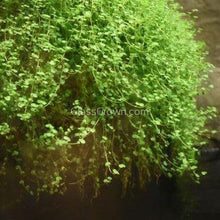 Load image into Gallery viewer, Monte Carlo 3-10 Pots-Aquatic Plants-Glass Grown-3x Pots-Glass Grown Aquatics-Aquarium live fish plants, decor
