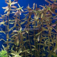 Load image into Gallery viewer, Tissue Culture Rotala Rotundifolia-Aquatic Plants-Glass Grown-Glass Grown Aquatics-Aquarium live fish plants, decor
