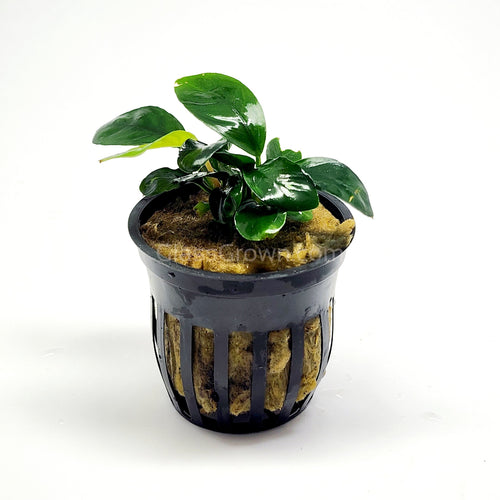 Potted Anubias Coffeefolia-Aquatic Plants-Glass Grown-Glass Grown Aquatics-Aquarium live fish plants, decor