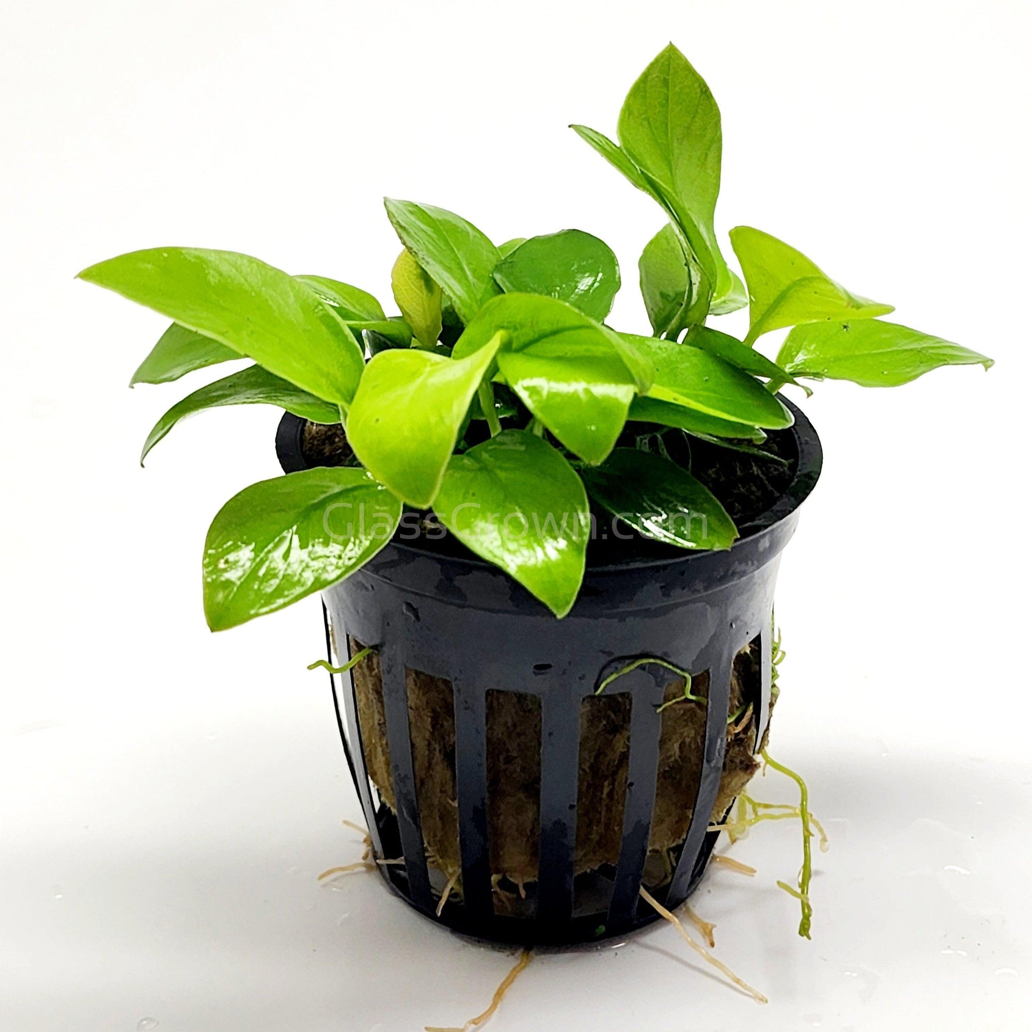 Anubias Nana Gold  Low Light Aquarium Plant | Glass Grown Aquatics