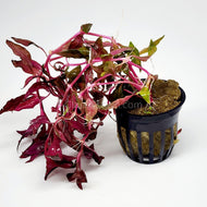 Scarlet Temple (Alternanthera Reineckii)-Aquatic Plants-Glass Grown-Potted-Glass Grown Aquatics-Aquarium live fish plants, decor