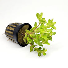 Load image into Gallery viewer, Potted Lemon Bacopa Caroliniana-Aquatic Plants-Glass Grown Aquatics-Glass Grown Aquatics-Aquarium live fish plants, decor
