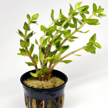 Load image into Gallery viewer, Potted Lemon Bacopa Caroliniana-Aquatic Plants-Glass Grown Aquatics-Glass Grown Aquatics-Aquarium live fish plants, decor
