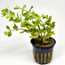 Load image into Gallery viewer, Potted Lemon Bacopa Caroliniana-Aquatic Plants-Glass Grown Aquatics-Glass Grown Aquatics-Aquarium live fish plants, decor
