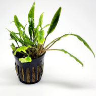 Potted Cryptocoryne Lutea-Aquatic Plants-Glass Grown-Glass Grown Aquatics-Aquarium live fish plants, decor