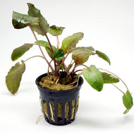 Cryptocoryne Wendtii-Aquatic Plants-Glass Grown-Red-Bare-Root-Glass Grown Aquatics-Aquarium live fish plants, decor
