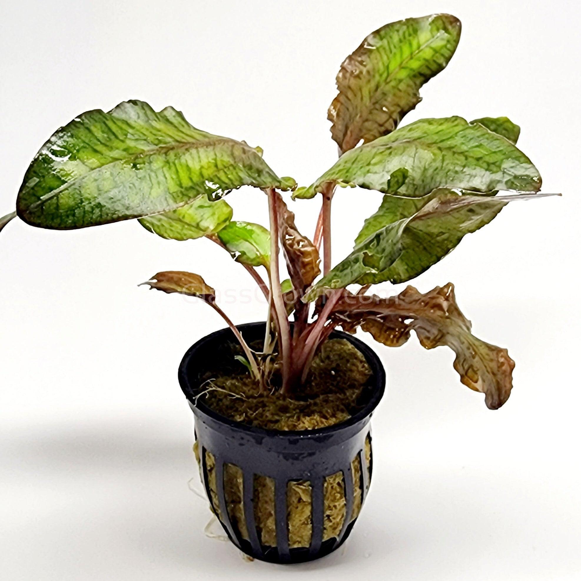 Cryptocoryne Wendtii Bronze 3-10 Pots – Glass Grown Aquatics
