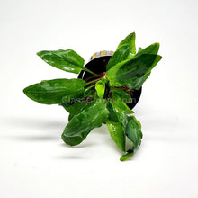 Load image into Gallery viewer, Potted Cryptocoryne Wendtii Green-Aquatic Plants-Glass Grown-Glass Grown Aquatics-Aquarium live fish plants, decor
