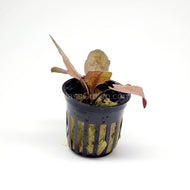 1 CENT SAMPLE Full Size Potted Mystery Plant-Aquatic Plants-Glass Grown Aquatics-Glass Grown Aquatics-Aquarium live fish plants, decor
