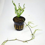 Potted Corkscrew Vesuvius Sword-Aquatic Plants-Glass Grown-Glass Grown Aquatics-Aquarium live fish plants, decor