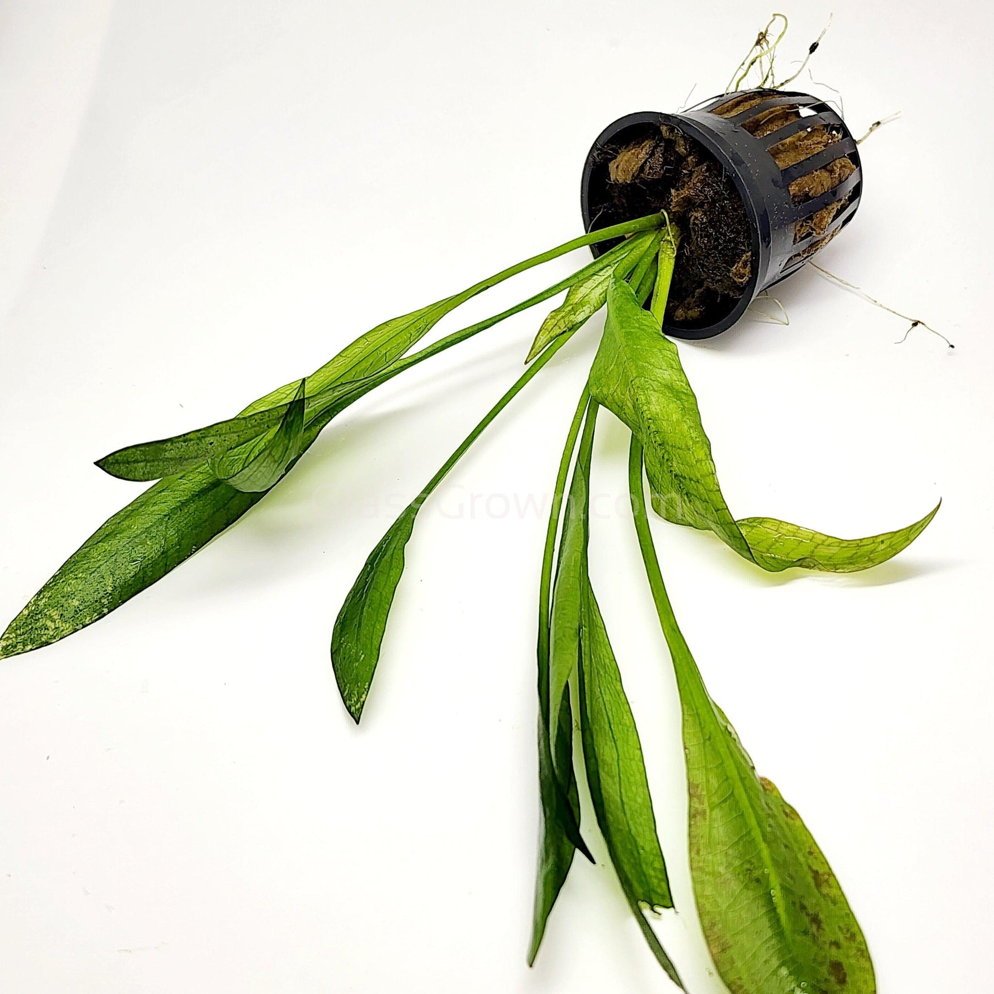 Amazon Sword Plant  Live Aquarium Plant | Glass Grown Aquatics