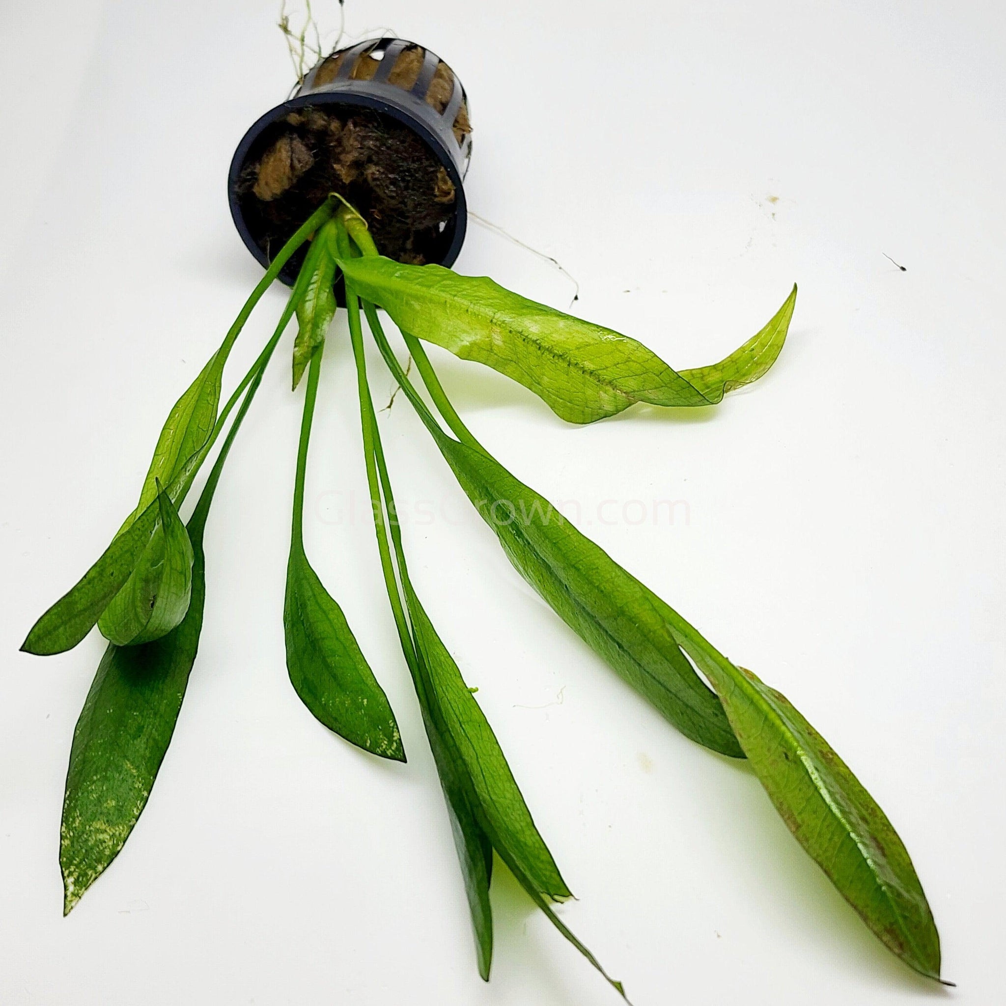 Amazon Sword Plant – Live Aquarium Plant