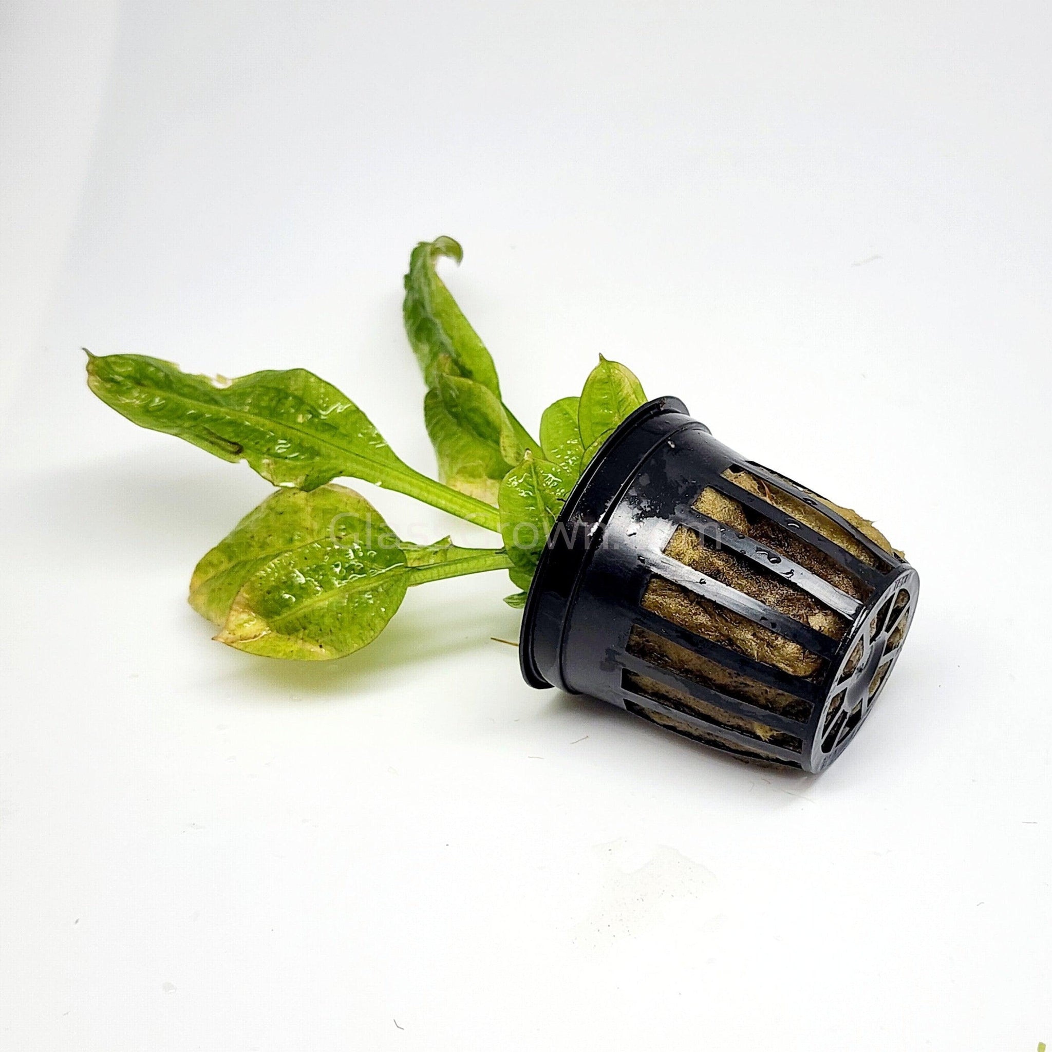 Potted Rosette Sword – Glass Grown Aquatics