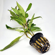 Potted Temple Plant (Hygrophila Corymbosa)-Aquatic Plants-Glass Grown-Glass Grown Aquatics-Aquarium live fish plants, decor