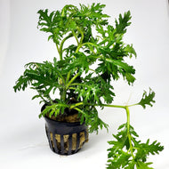 Bunch Water Wisteria (Hygrophila Difformis)-Aquatic Plants-Glass Grown-Potted-Glass Grown Aquatics-Aquarium live fish plants, decor