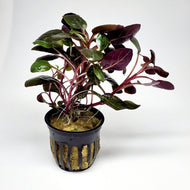 Cardinal Plant (Lobelia Cardinalis)-Aquatic Plants-Glass Grown-Bare-root-Glass Grown Aquatics-Aquarium live fish plants, decor
